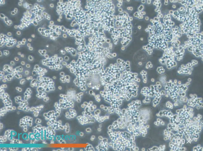 GH3 Cell Complete Medium - 3