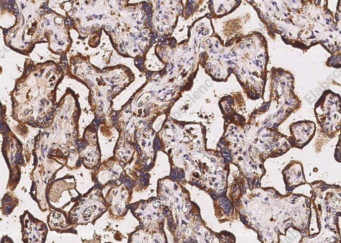 LAMP2/CD107b Monoclonal Antibody - 1