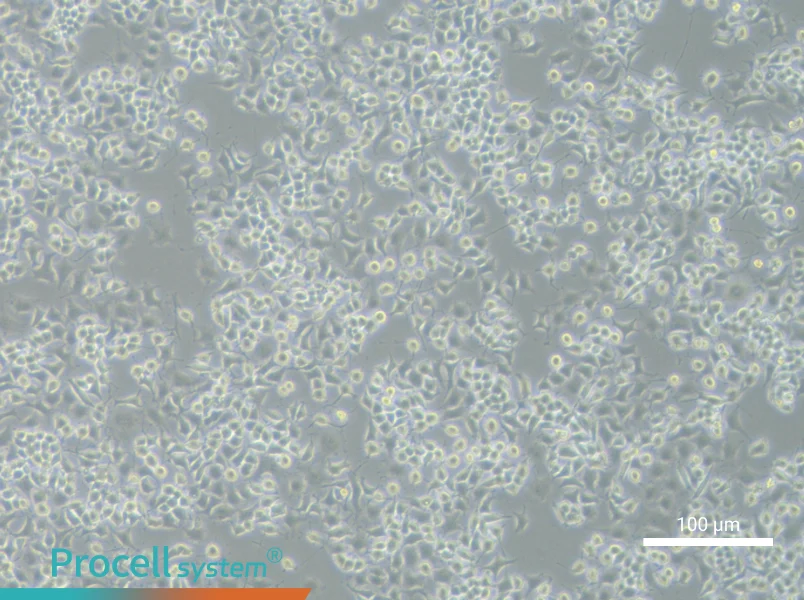 RLE-6TN Cell Complete MediumRLE-6TN Cell Complete Medium - 3
