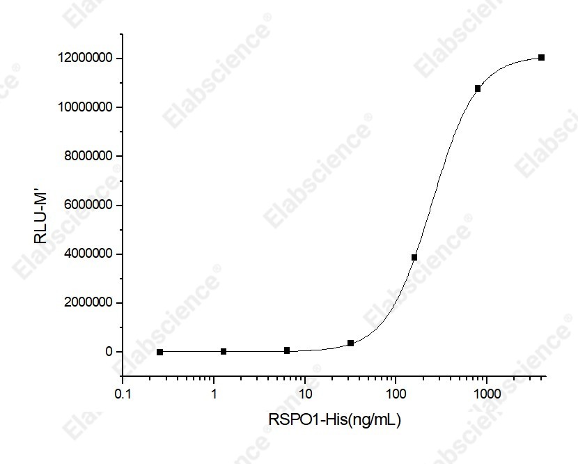 Recombinant Human R-Spondin 1/RSPO1 Protein (His Tag) - 2