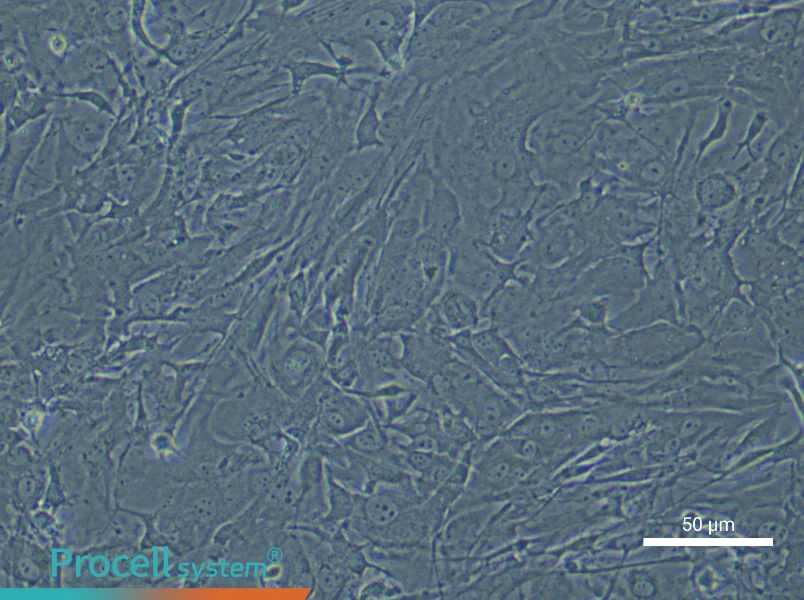 Mouse Spinal Cord Fibroblasts - 6