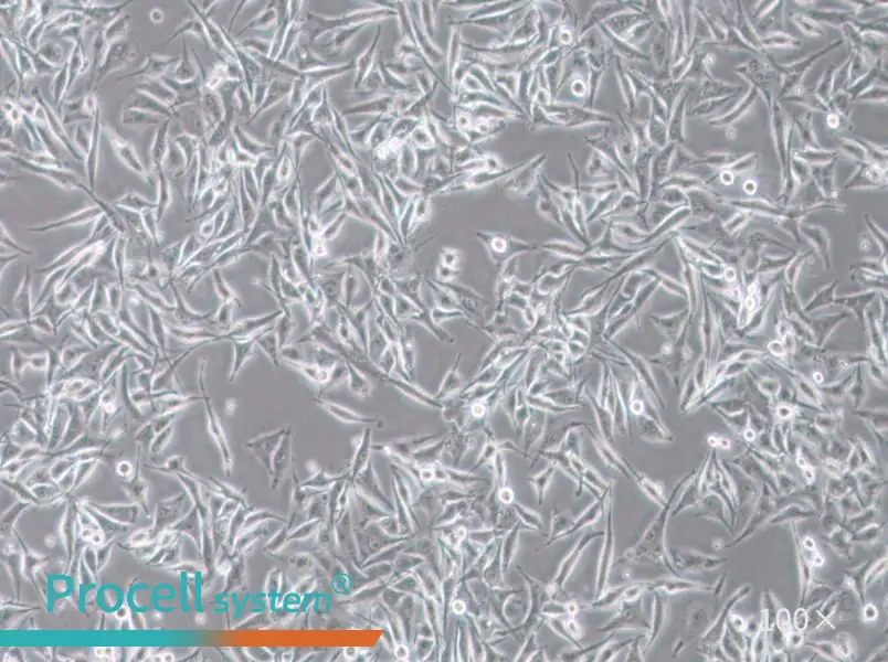 SK-MEL-28 Cell Complete MediumSK-MEL-28 Cell Complete Medium - 3