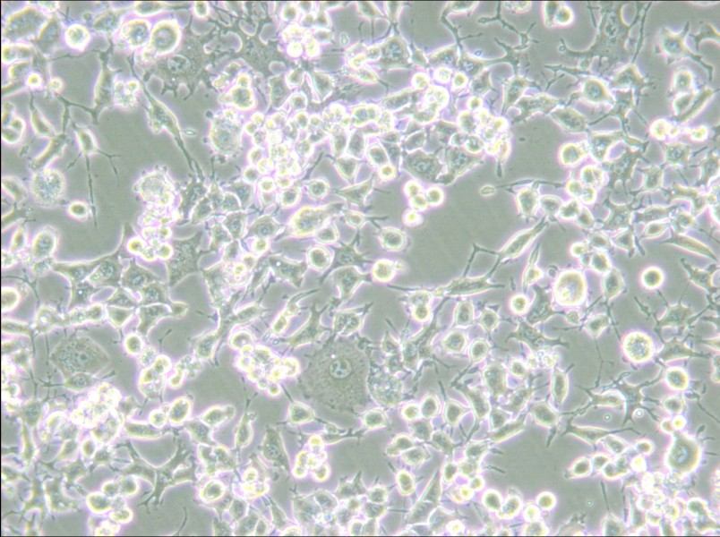 RAG Cell Complete Medium - 5