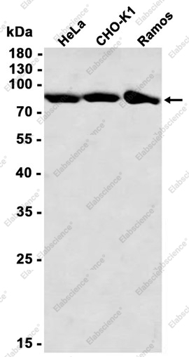 Recombinant MCAK Monoclonal Antibody - 1