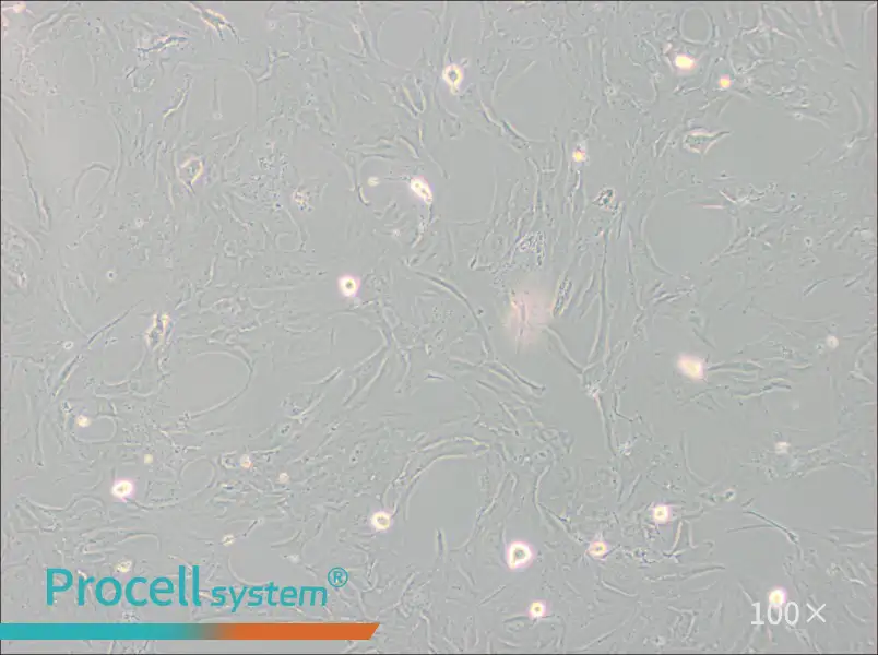 NCI-H196 Cell Complete Medium - 1