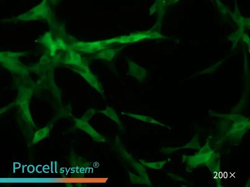 U-87 MG-GFP Cell Complete Medium - small - 5