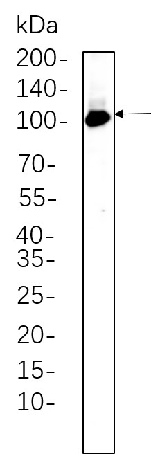 Recombinant PI3 Kinase Class 3 Monoclonal Antibody-searchlist-1