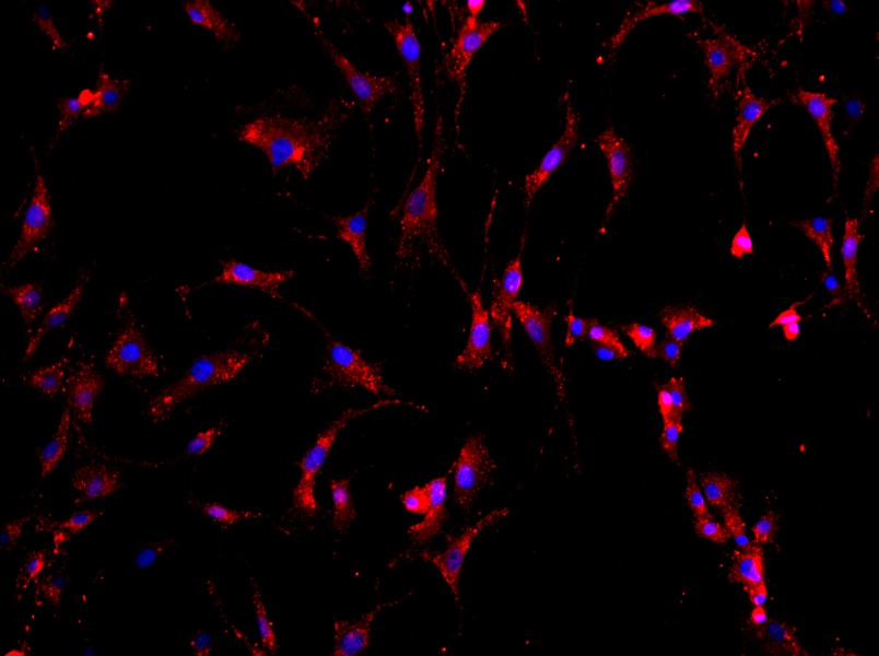 Rat Intervertebral Disc Annulus Fibrosus Cell Complete Medium - small - 3
