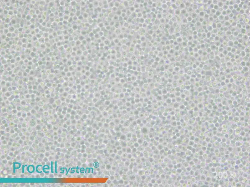 Ramos [RA 1] Cell Complete Medium - 6