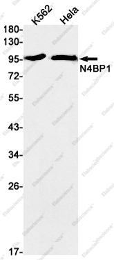 Recombinant N4BP1 Monoclonal Antibody - 1