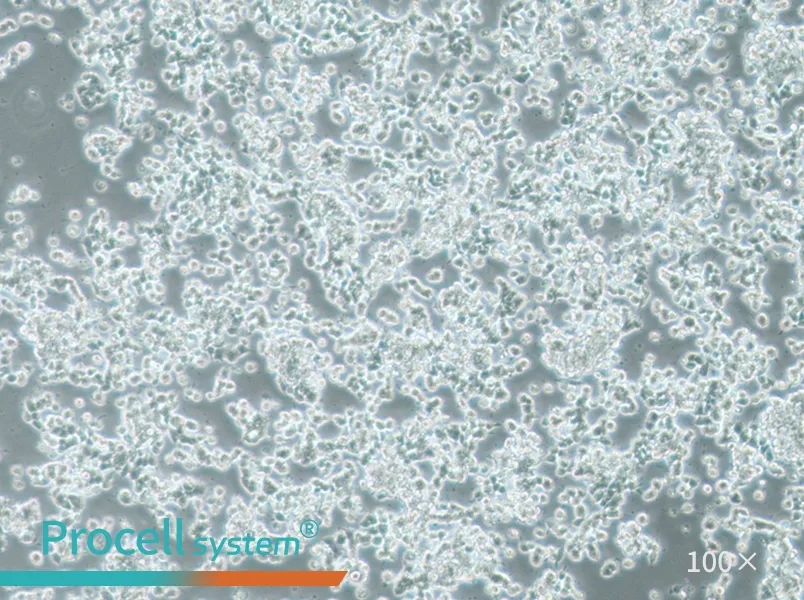 SK-NEP-1 Cell Complete MediumSK-NEP-1 Cell Complete Medium - 3