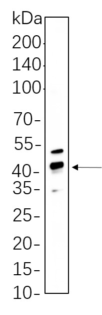 Recombinant Phospho-CREB-1 (Ser133) Monoclonal Antibody-searchlist-1