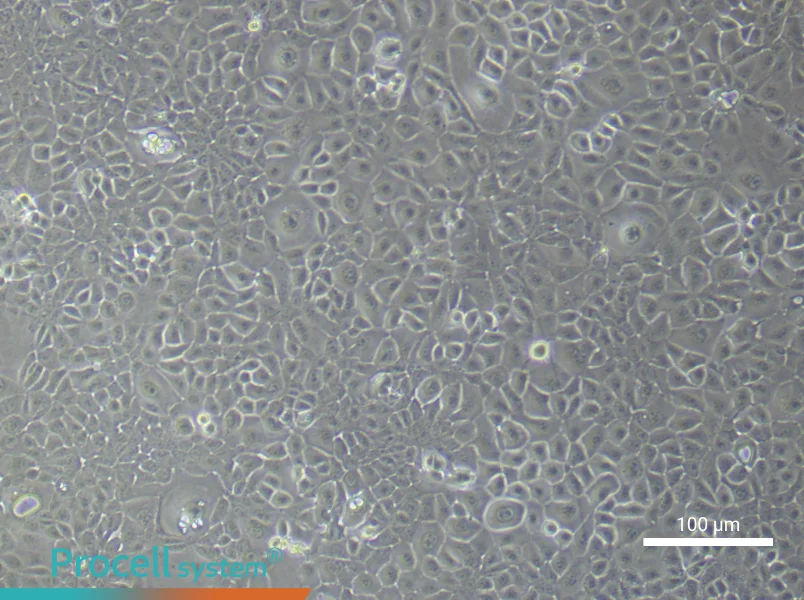 Mouse Colonic Mucosal Epithelial (Primary cell immortalization) Cell Complete Medium - 1