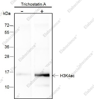 Recombinant Histone H3 (Acetyl Lys4) Monoclonal Antibody - 1