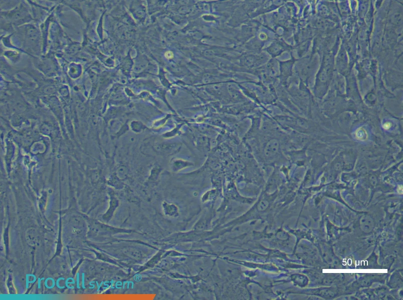 Mouse Spinal Cord Fibroblast Complete Medium - small - 5