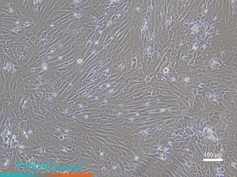 Rat Dental Pulp Stem Cell Complete Medium - 3