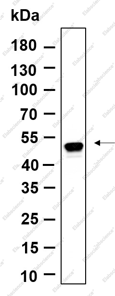 Recombinant Phospho-Smad3 (Ser423, Ser425) Monoclonal Antibody - 1