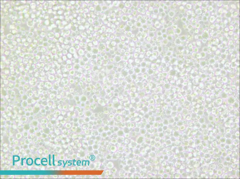 OKT 11 Cell Complete Medium - small - 5