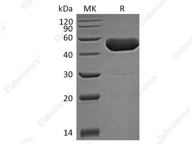 Recombinant Human FAM172A Protein (His Tag) - 1