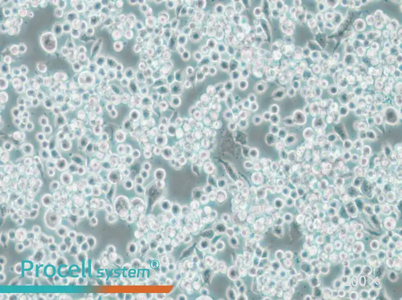 Lu-65 Cell Complete Medium - 4