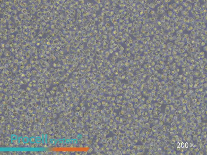 CA46 Cell Complete Medium - 4