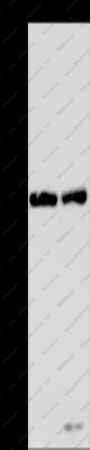 MRE11 Polyclonal Antibody - 1
