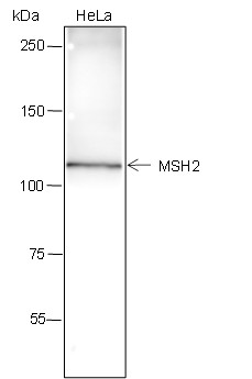 Recombinant MSH2 Monoclonal Antibody-searchlist-1