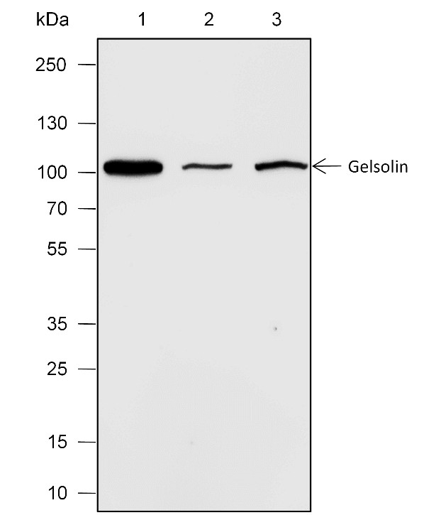 Recombinant Gelsolin Monoclonal Antibody-searchlist-1