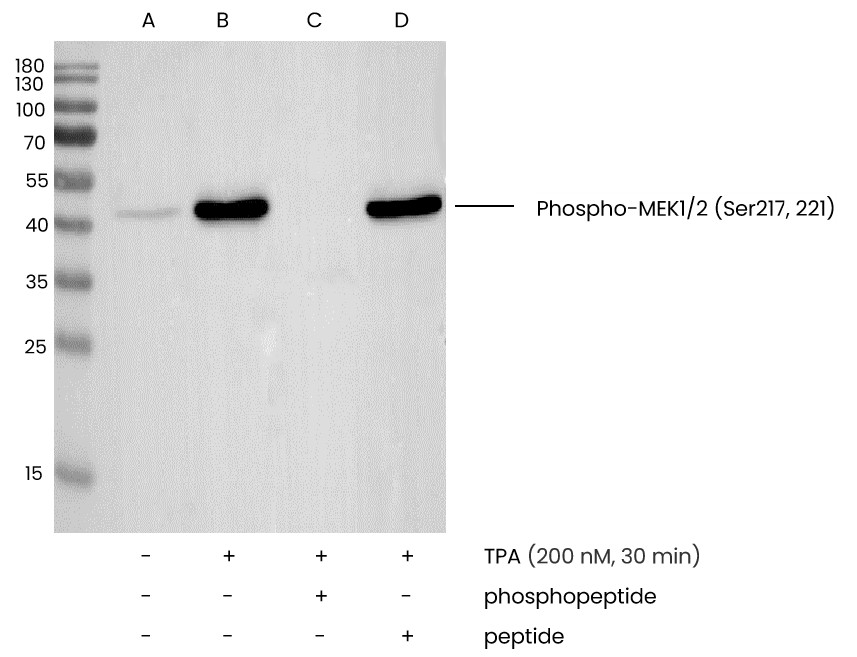 Recombinant Phospho-MEK1/2 (Ser217, 2210) Monoclonal Antibody - small - 3