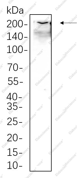 Recombinant Collagen I Monoclonal Antibody - 1