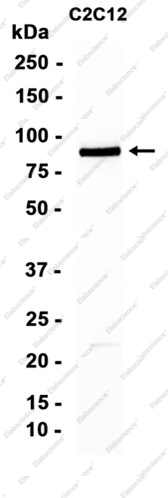 Recombinant Cullin 3 Monoclonal Antibody - 3