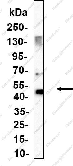Recombinant CXCR-7 Monoclonal Antibody - 1