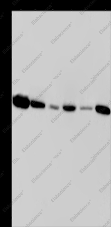 EMD Polyclonal Antibody - 1