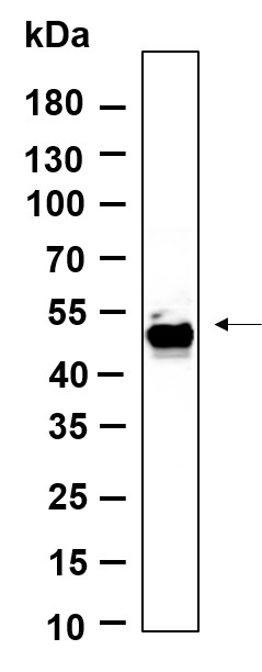 Recombinant Smad1 Monoclonal Antibody-searchlist-1