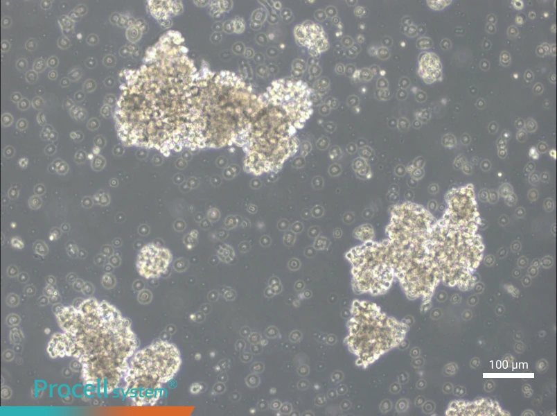 OCI-Ly3 Cell Complete Medium - 1