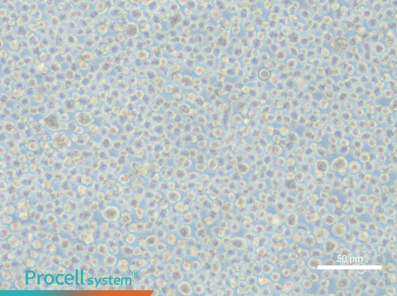 LP-1 - 5