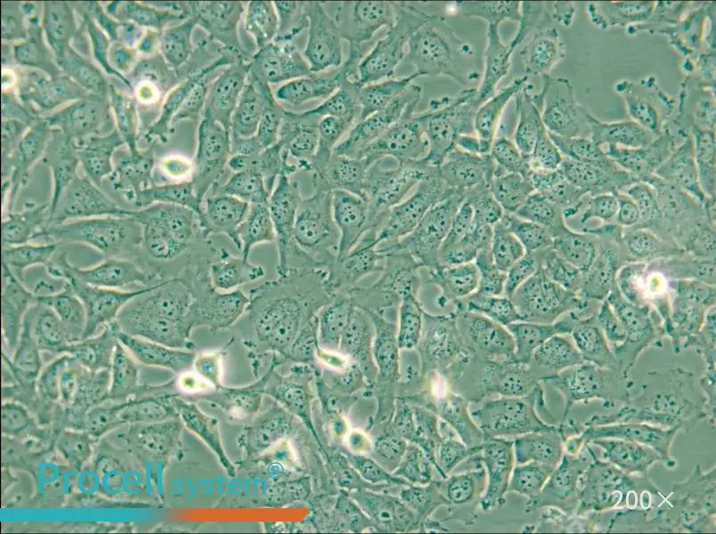 KHM-5M Cell Complete Medium - 4