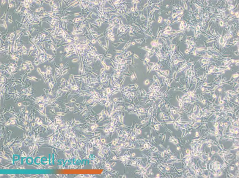 PIEC Cell Complete Medium - 1