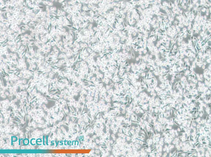 ARD Cell Complete MediumARD Cell Complete Medium - 2