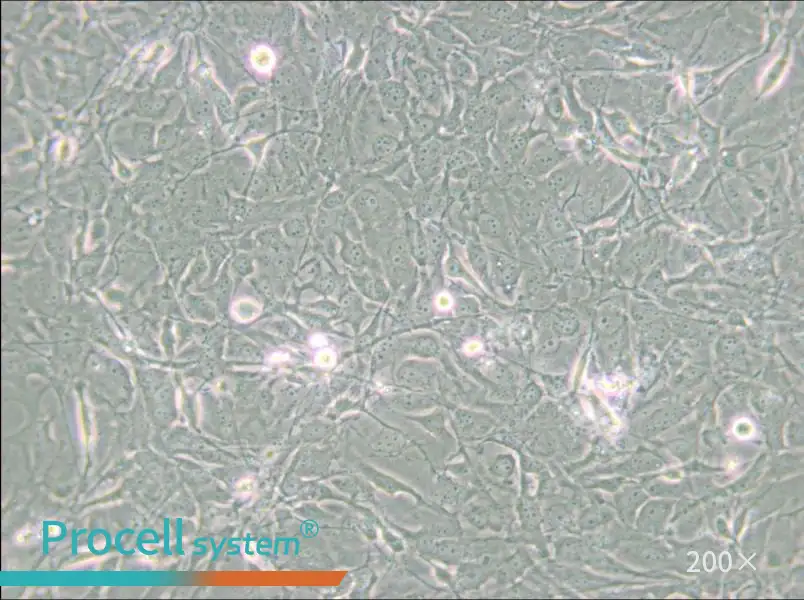 MET-5A Cell Complete Medium - small - 6
