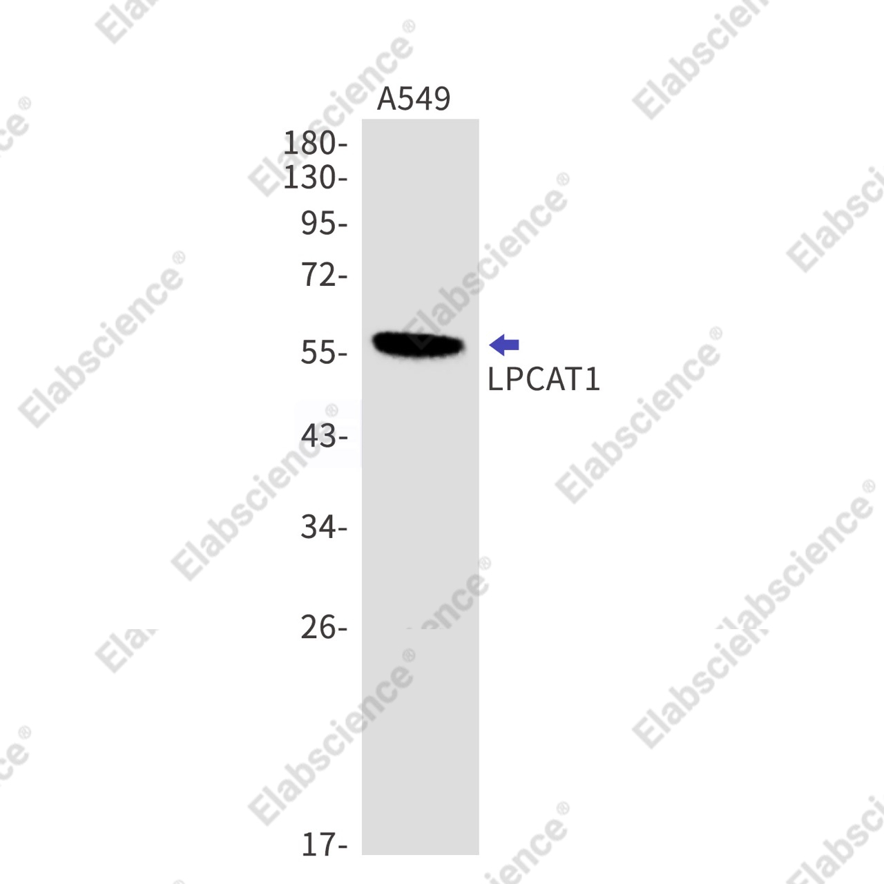 Recombinant LPCAT1 Monoclonal Antibody - 1
