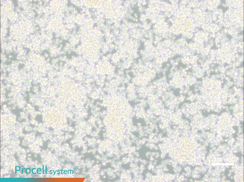 EL-4-B5 Cell Complete MediumEL-4-B5 Cell Complete Medium - 3