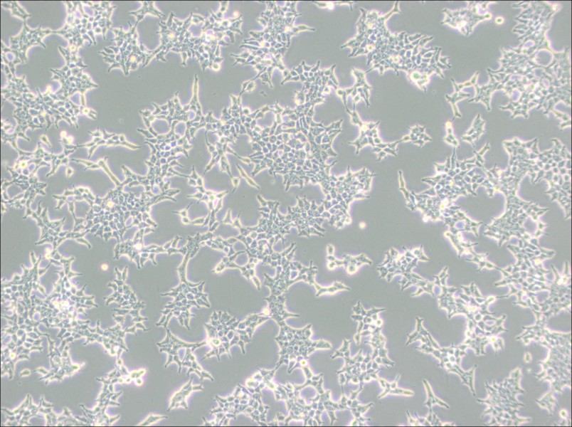 293T/17 Cell Complete Medium-searchlist-1