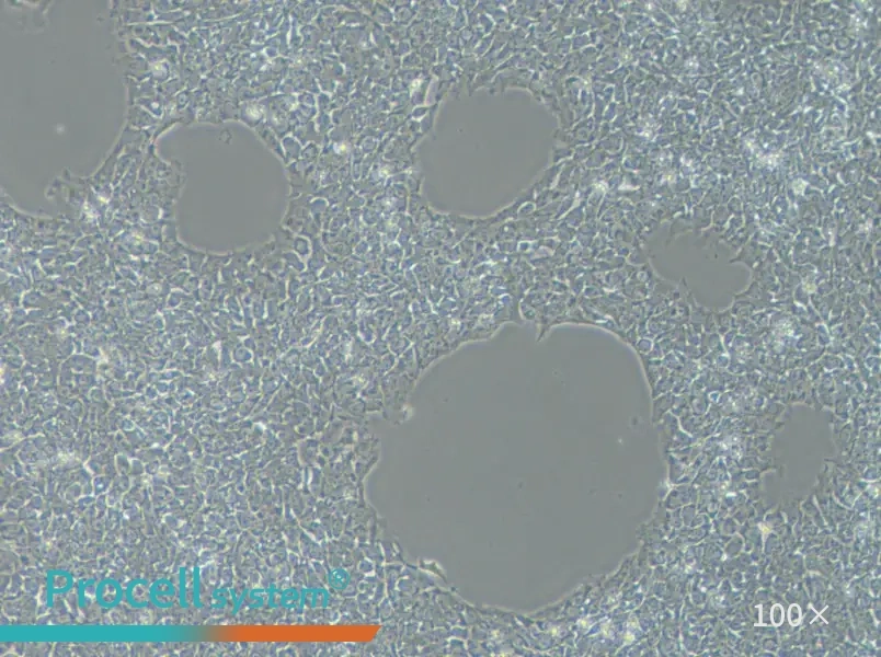 H9 Cell Complete Medium - 1