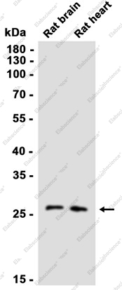 Recombinant Aly Monoclonal Antibody - 1