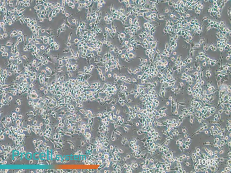 MADB106 Cell Complete Medium - 2