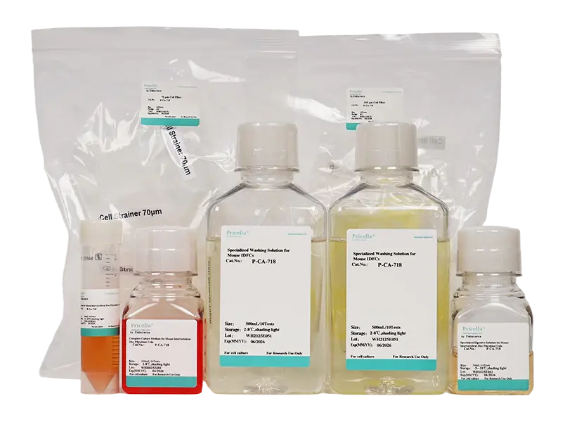 Mouse Intervertebral Disc Annulus Fibrosus Cell Isolation and Culture Kit - small - 2