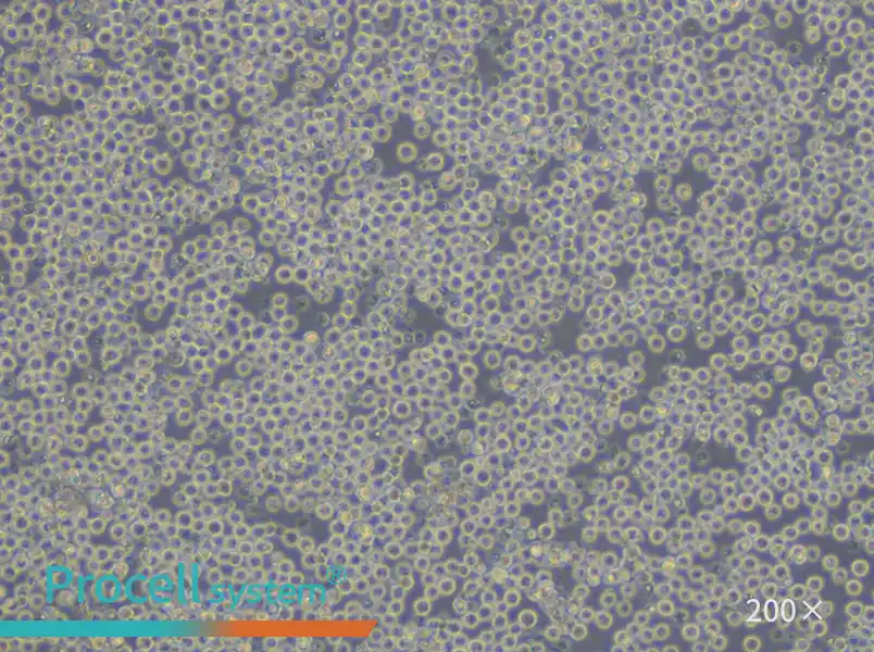 NFS-60 Cell Complete Medium - small - 6