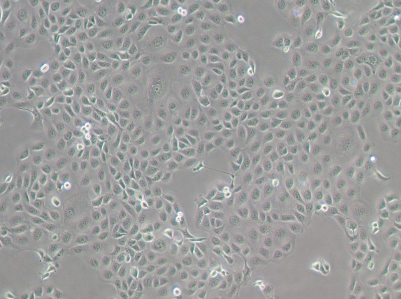 WSU-HN6 Cell Complete Medium - 3