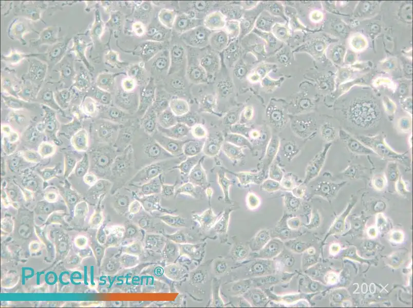 LLC-MK2 Cell Complete Medium - small - 4
